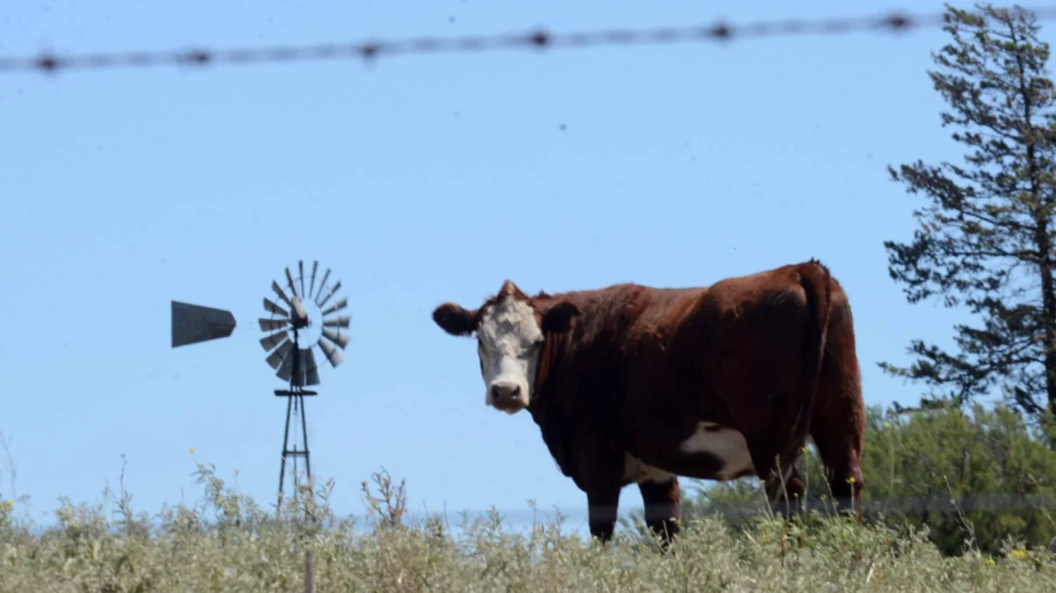 ¿Cuáles son las amenazas y las oportunidades de la ganadería argentina?