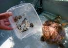 Tortuga marina rescatada por un pescador expulsó más de 10 tipos diferentes de plásticos