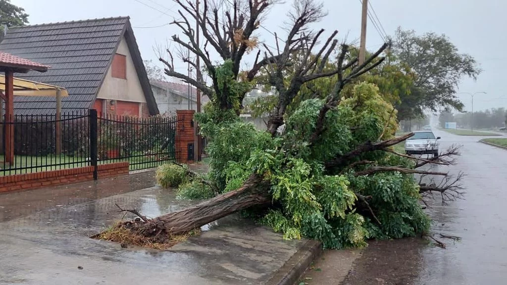 Temporal en la zona: el viento destrozó el arbolado urbano en Tornquist