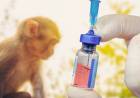 Viruela del mono: la OMS advirtió que la vacuna no alcanza para detener la epidemia
