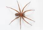 Beba de 18 meses murió tras ser picada por una araña