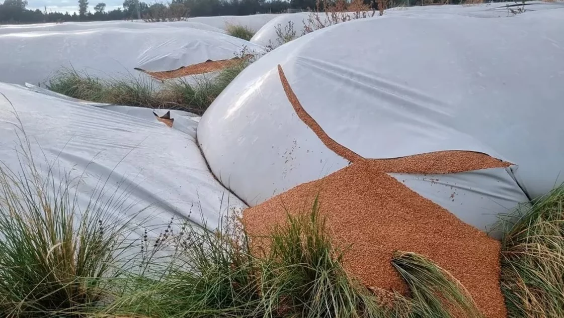 Rompieron 51 silobolsas de una cooperativa de Puan