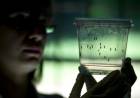 Dengue: Brote. La advertencia del Ministerio de Salud