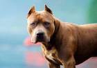 Palos Verdes: perros atacaron a una familia y el hombre perdió una oreja