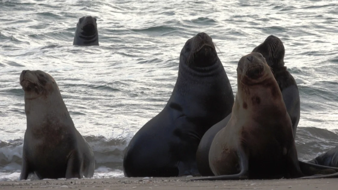 No descartan que aparezcan lobos marinos muertos en la costa bahiense