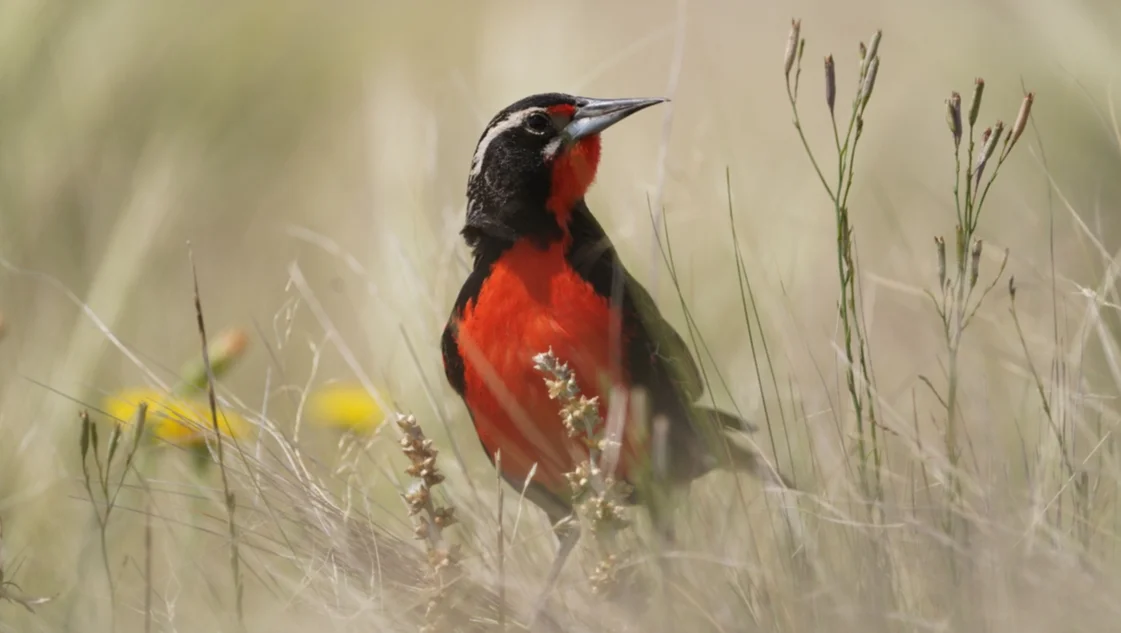Una estancia de Saavedra, la última esperanza para un ave en peligro de extinción