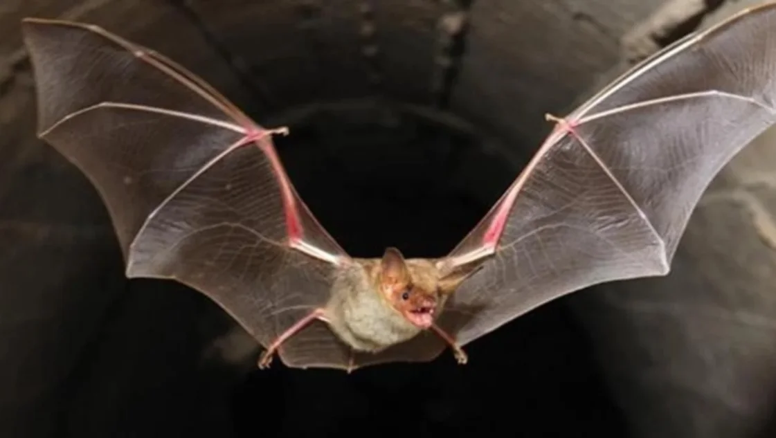 En Pringles apareció un murciélago con rabia: harán una vacunación en anillo