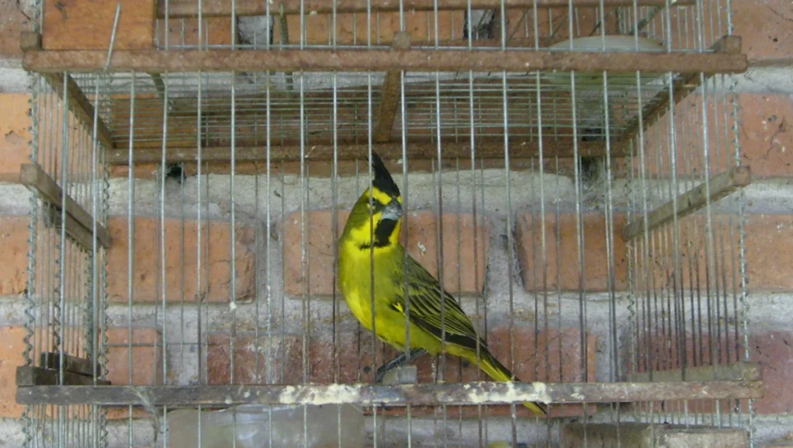 Tráfico ilegal de fauna silvestre en el sudoeste bonaerense