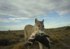 Los pumas comenzaron a cazar pingüinos en la Patagonia: una señal de restauración ecológica