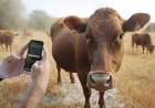 Estudiantes crearon una app que usa IA para detectar problemas nutricionales en el ganado