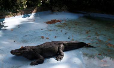 Un hombre saltó a un estanque y luchó contra un caimán para salvar a su perro
