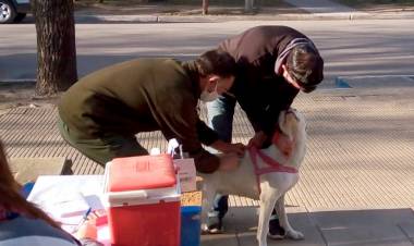 Vacunación antirrábica en Huanguelén