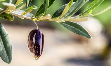 El Gobierno redujo a cero las retenciones a exportaciones agroindustriales