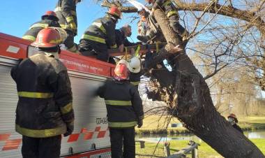 Accidente con un árbol caído en el balneario municipal Samuel Davis