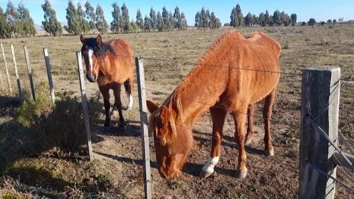 Secuestran tres caballos en mal estado de salud en un campo de Saldungaray