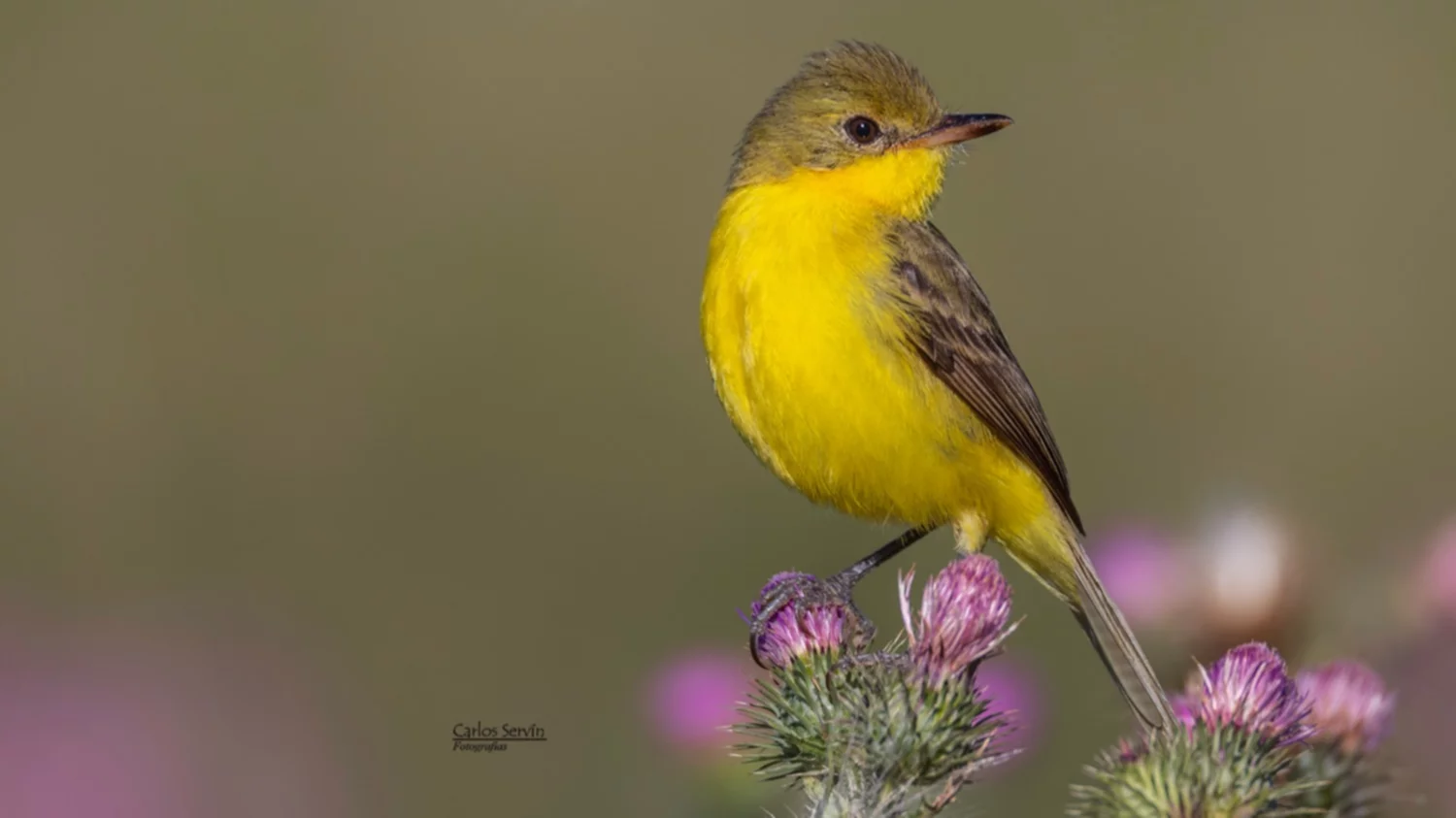 Pequeño pueblo bonaerense, en foco: la mirada de un fotógrafo valorado por Nat Geo