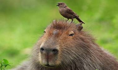 Los carpinchos "no representan ningún peligro para las personas"