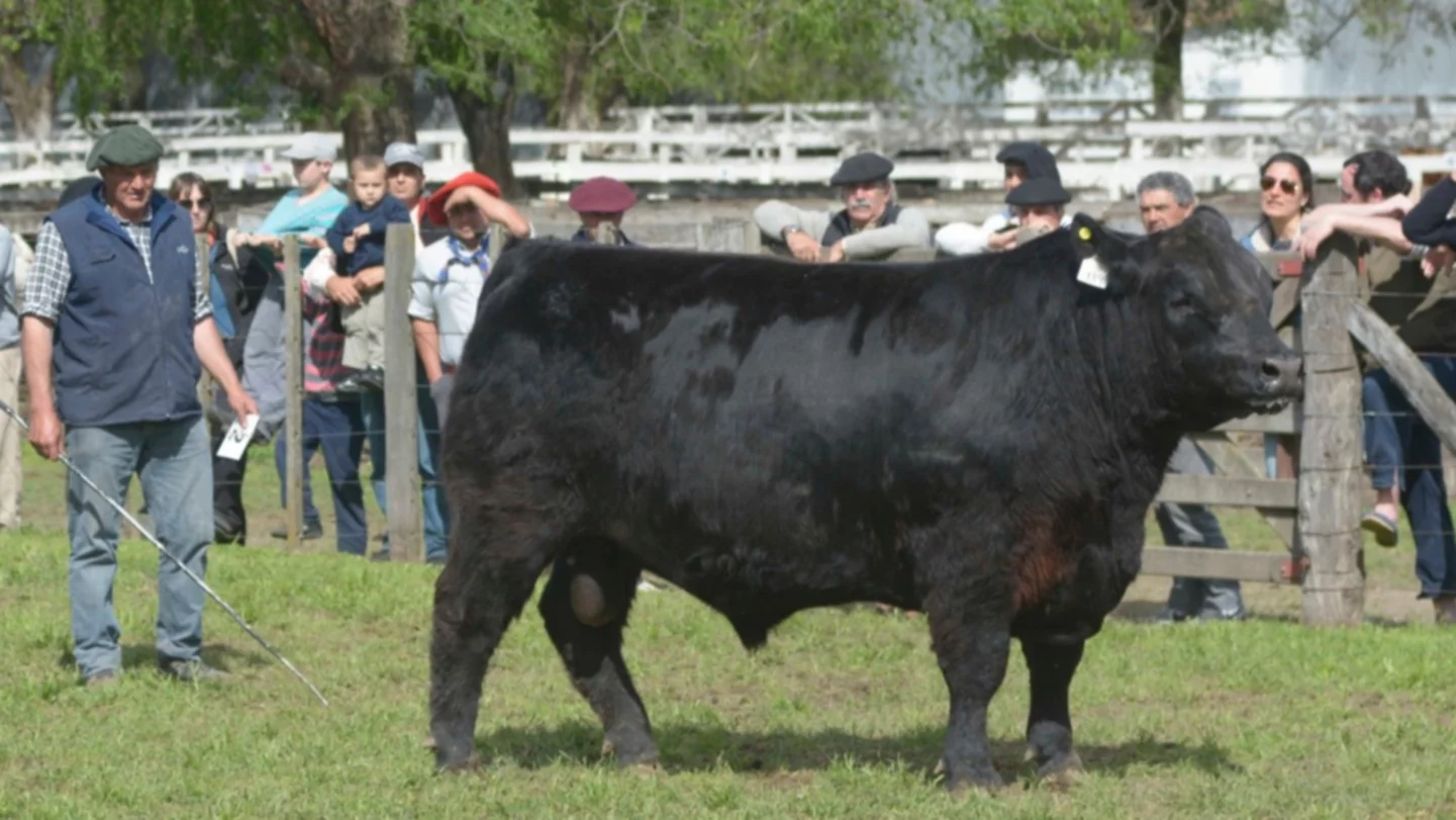 Confirmada la exposición ganadera en Coronel Suárez 