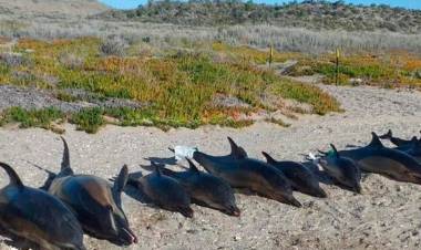 Aparecieron 15 delfines muertos en Río Negro