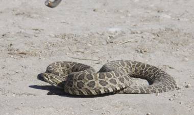 Apareció una víbora de cascabel y mordió tres perros