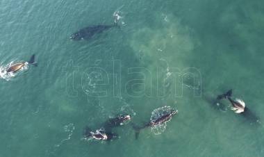 La ballena franca austral, bajo amenaza por el calentamiento de los océanos