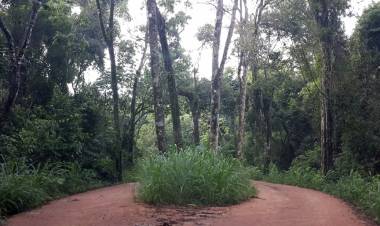 Misiones firmó un acuerdo para seguir cuidando la selva