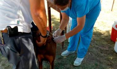 Se aplicaron 151 dosis gratuitas de vacunas contra la rabia durante la última semana
