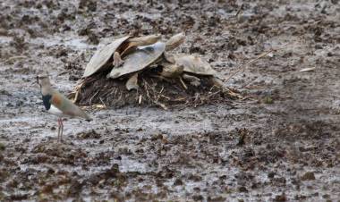 La sequía, el calor y la bajante del Paraná provocan mortandad de peces y tortugas de agua