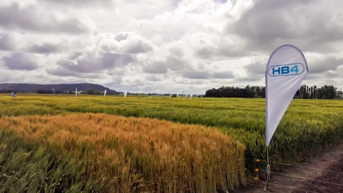 Trigo HB4: el bálsamo que puede cambiar la historia productiva del SOB