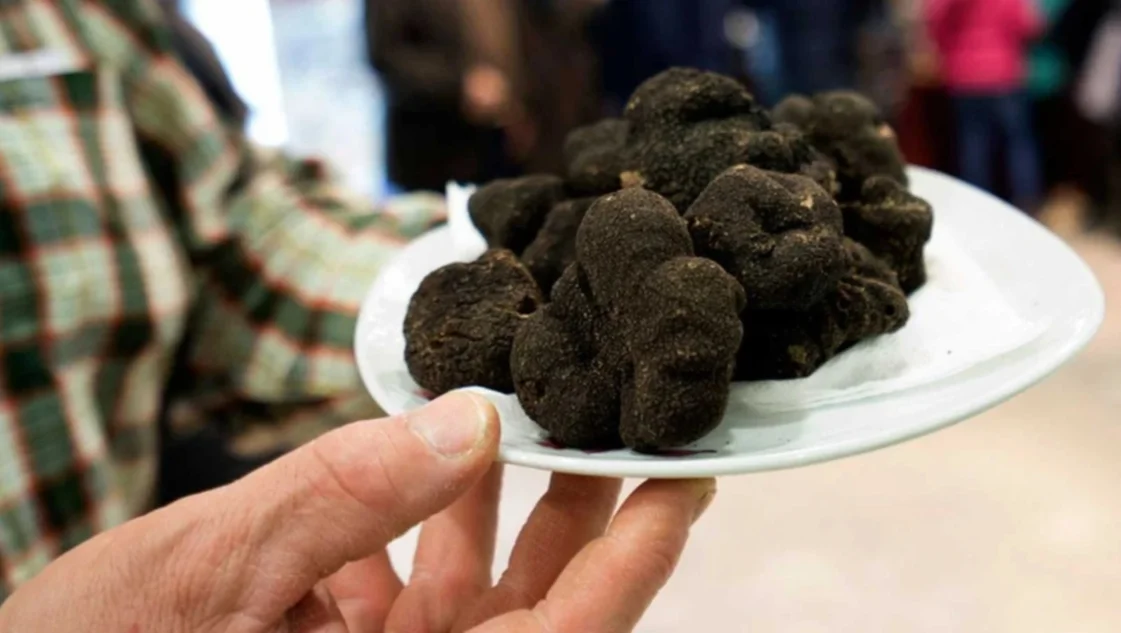 Piden declarar a Espartillar como Capital de la Trufa Negra