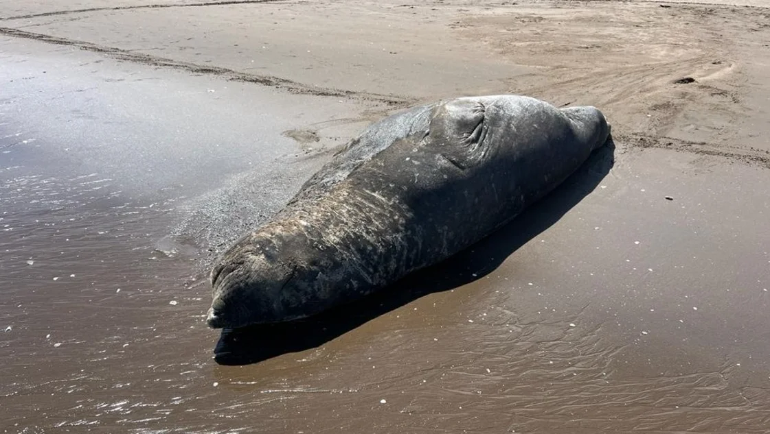 Lobos y elefantes marinos en Monte Hermoso: piden respetar su espacio