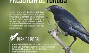 ¡Comenzó la poda correctiva y aireada en el arbolado urbano!