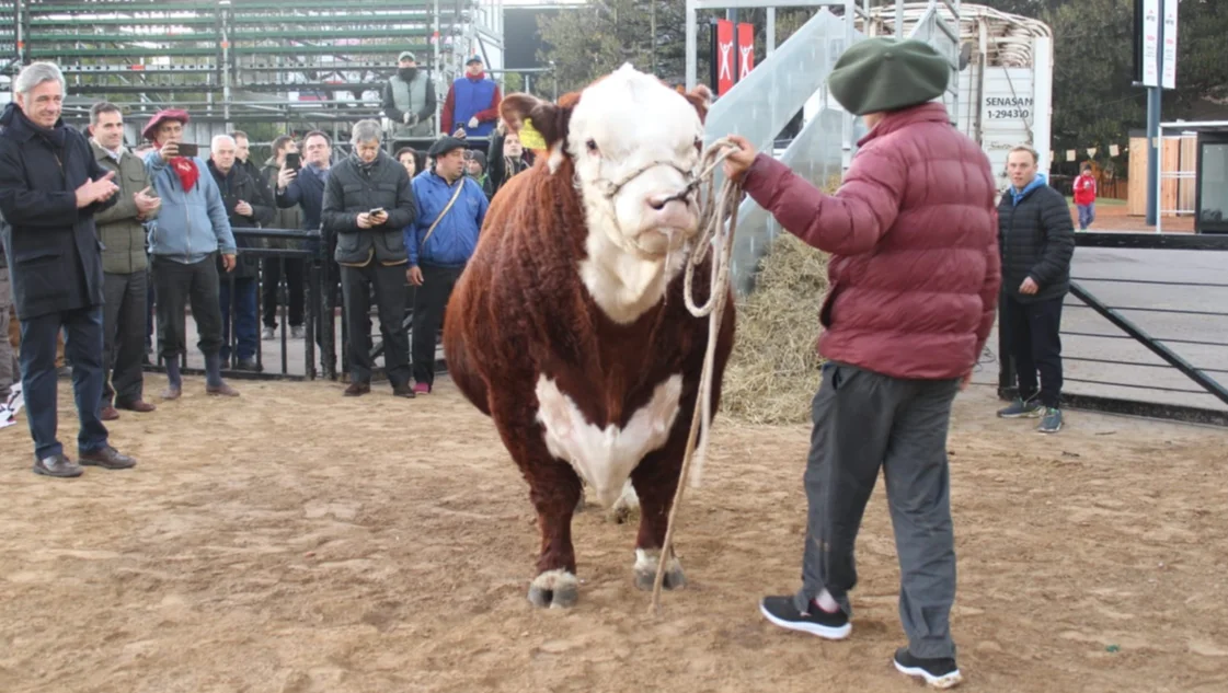 Rural de Palermo: el primer animal llegó desde Saldungaray