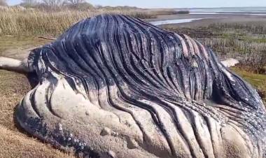 Hallaron una ballena muerta en las costas del Río de La Plata