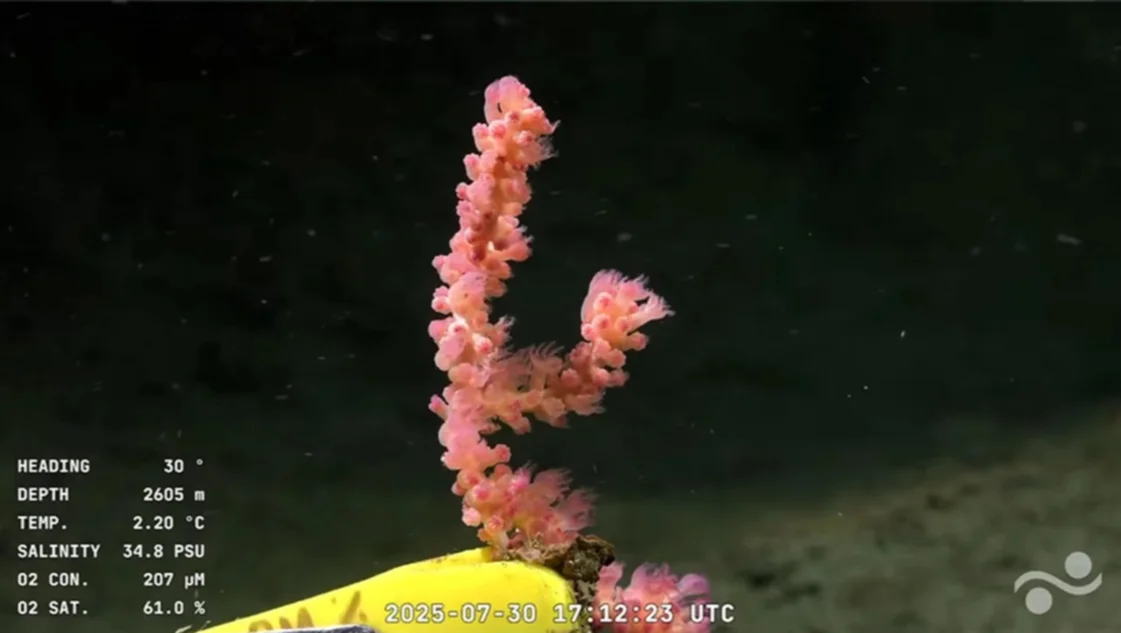 La transmisión científica del CONICET superó en audiencia a los principales canales de noticias