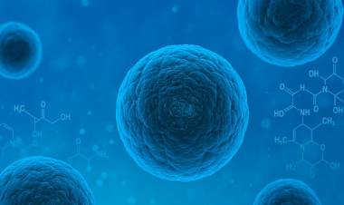 Cuál es la proteína que podría ser la aliada secreta para envejecer con buena salud