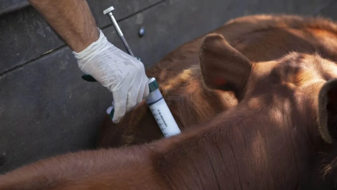 Barrera sanitaria y vacunación antiaftosa: dos caras de una misma moneda