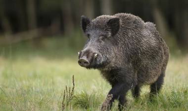 El impacto real de la "invasión" de jabalíes