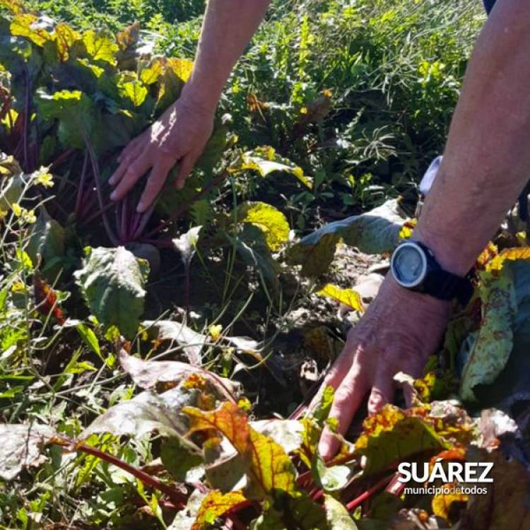 Ordenanza de Aplicación de Agroquímicos