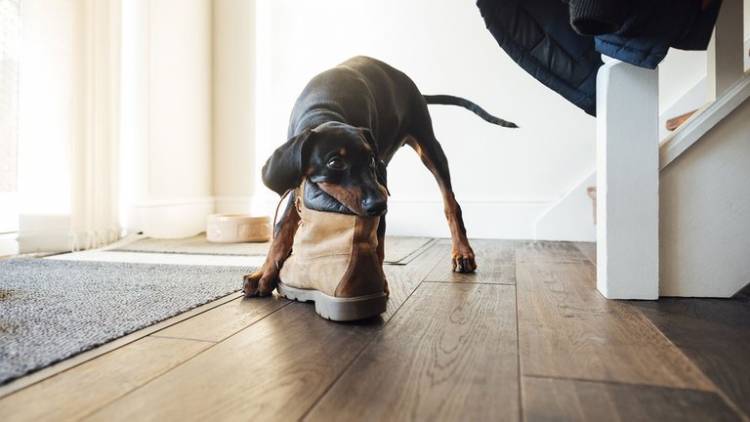 Por qué a los perros les fascina masticar zapatos