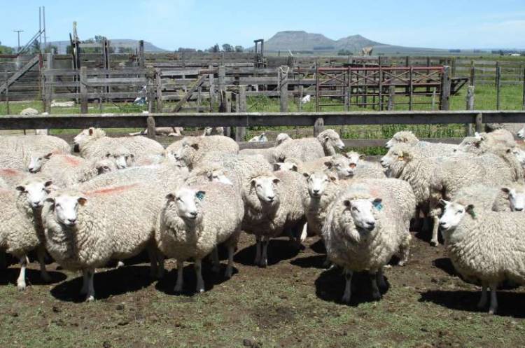 Desarrollo Agrario aprobó 24 proyectos en el marco de la ley ovina