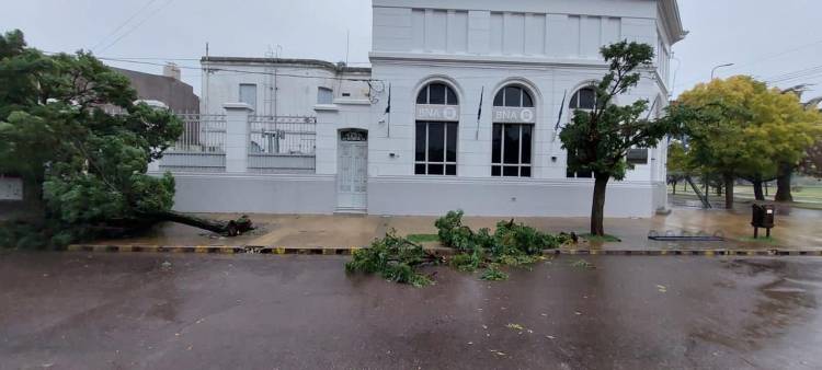 Temporal en la zona: el viento destrozó el arbolado urbano en Tornquist
