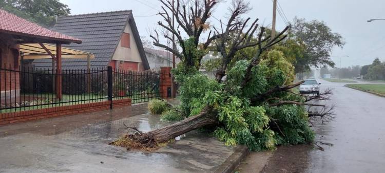Temporal en la zona: el viento destrozó el arbolado urbano en Tornquist