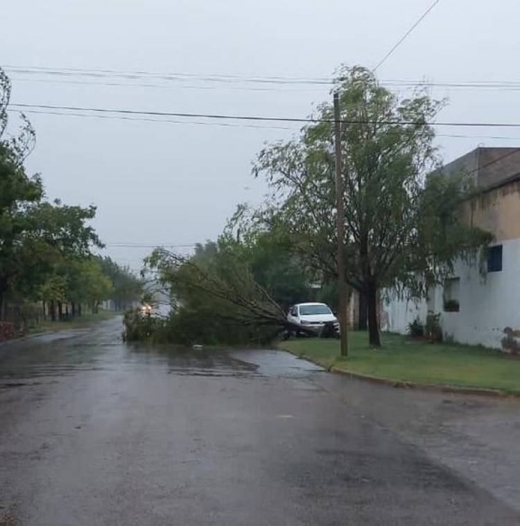 Temporal en la zona: el viento destrozó el arbolado urbano en Tornquist