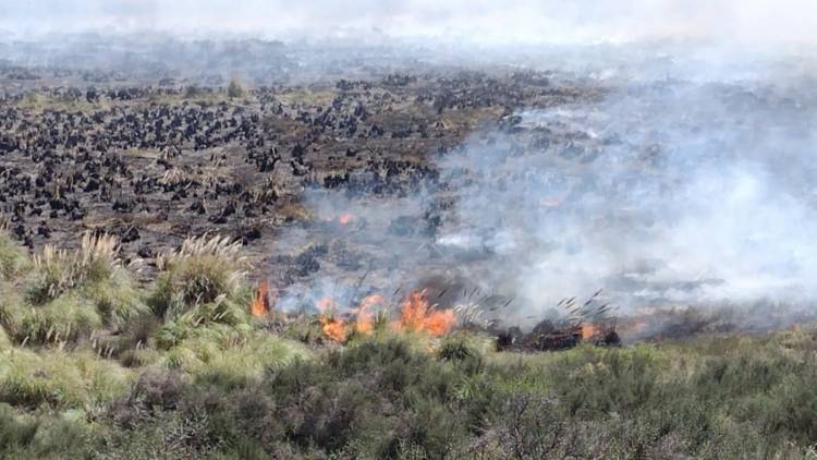 Monte Hermoso: un incendio arrasó unas 50 hectáreas de campo