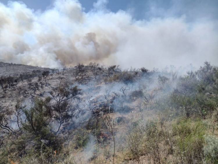 Monte Hermoso: un incendio arrasó unas 50 hectáreas de campo