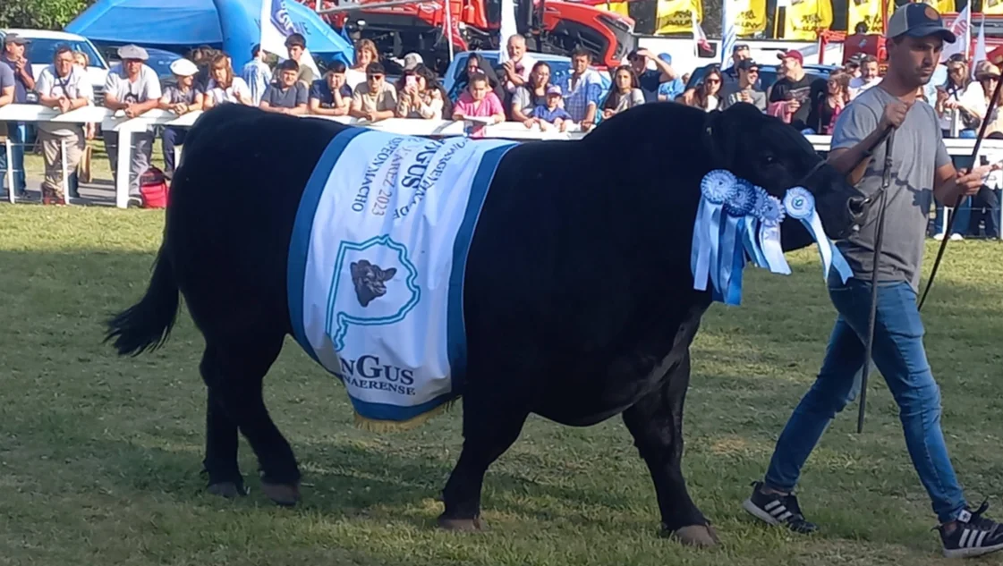 Rural de Suárez: vendieron animales por más de $164 millones