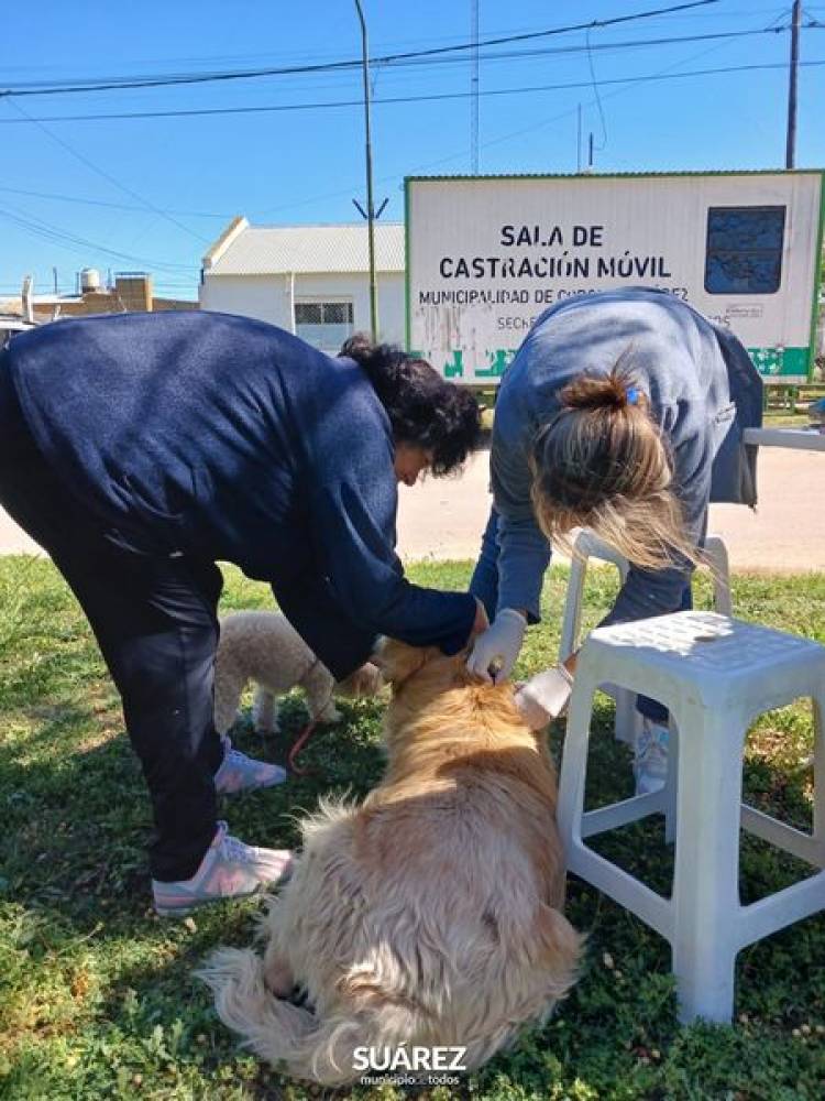 Exitosa campaña de vacunación antirrábica en Villa Belgrano