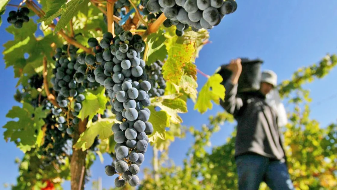 Vitivinicultura: la Argentina ya tiene los estudios de caracterización regional