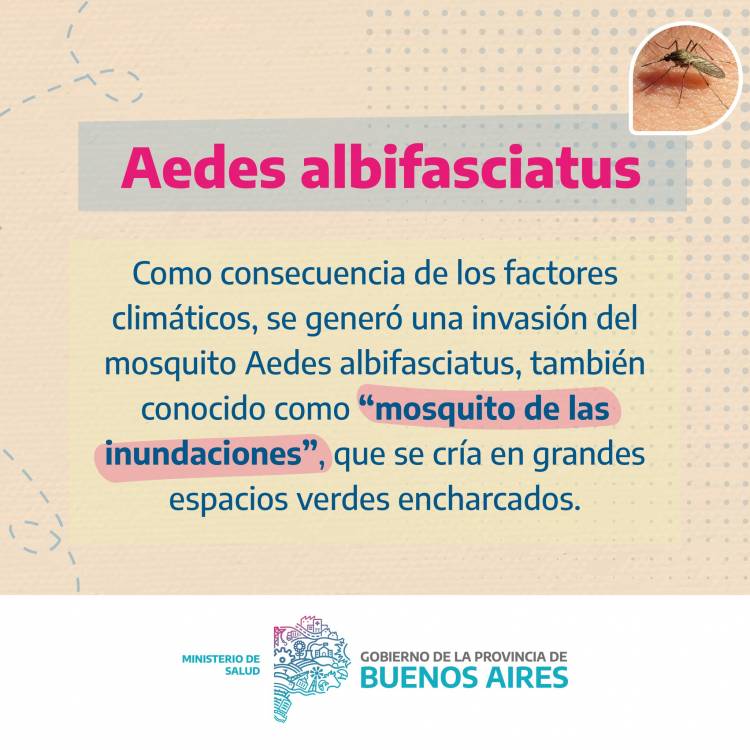 INFORMACION IMPORTANTE ante la circulacion de mosquitos
